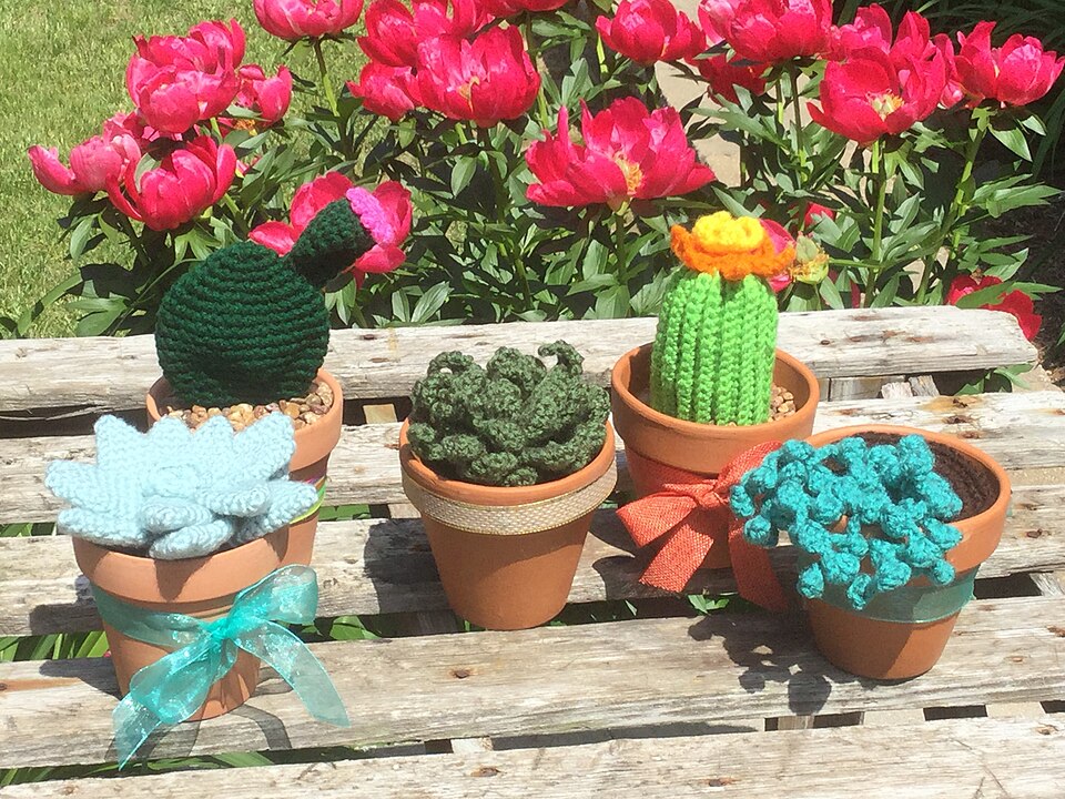 Trio de Cactos que Não Espetam